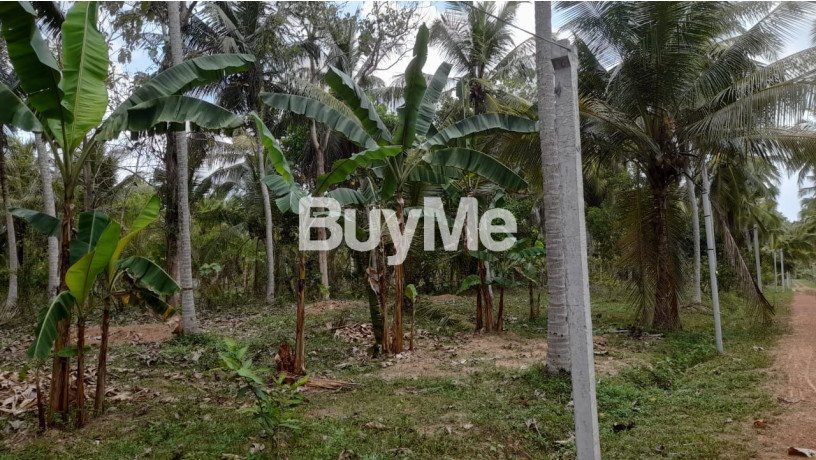 well-maintained-coconut-land-for-sale-in-kuliyapitiya-big-4