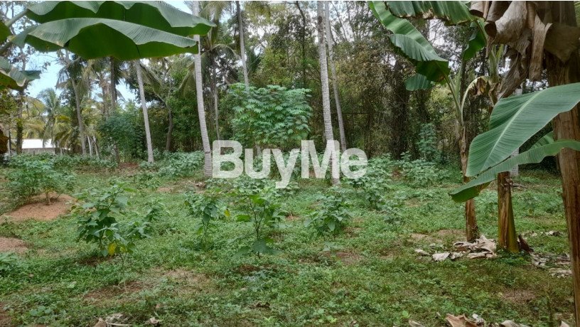 well-maintained-coconut-land-for-sale-in-kuliyapitiya-big-2