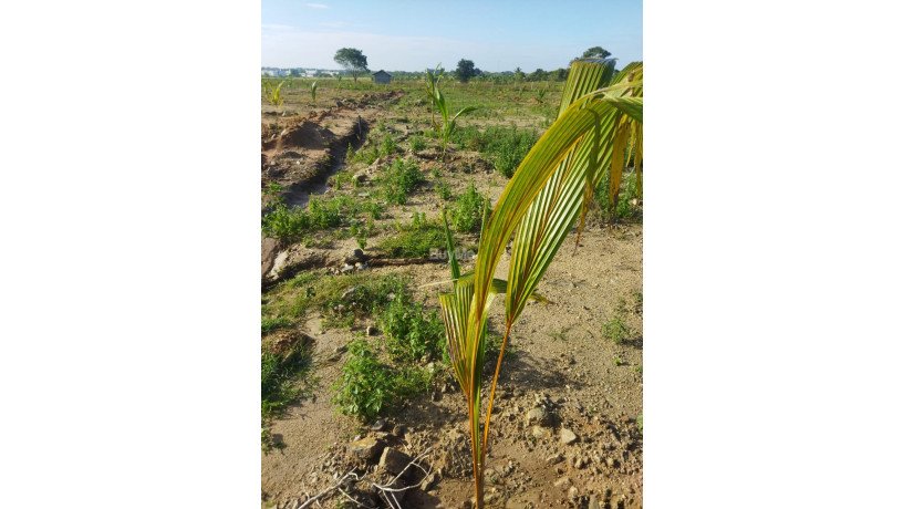 agricultural-land-for-sale-big-2