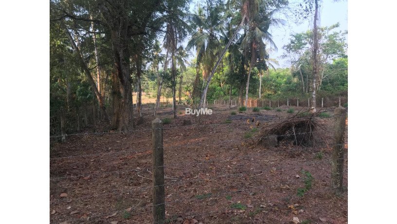 land-for-sale-in-gamapaha-udugampola-big-0