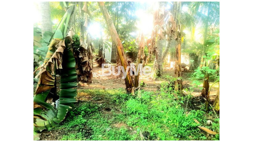 land-for-sale-in-kadawatha-ganemulla-road-big-3