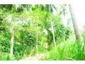 coconut-land-for-sale-in-rambukkana-small-4