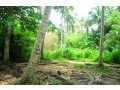 coconut-land-for-sale-in-rambukkana-small-5