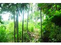 coconut-land-for-sale-in-rambukkana-small-0