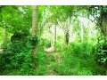 coconut-land-for-sale-in-rambukkana-small-2