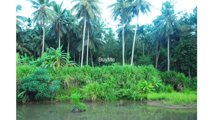 coconut-land-for-sale-in-rambukkana-big-6