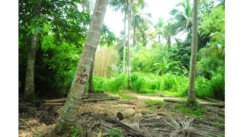 coconut-land-for-sale-in-rambukkana-big-5
