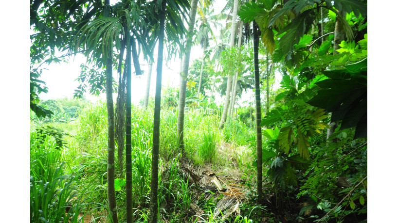 coconut-land-for-sale-in-rambukkana-big-1