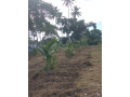 land-for-sale-in-tangalle-small-5