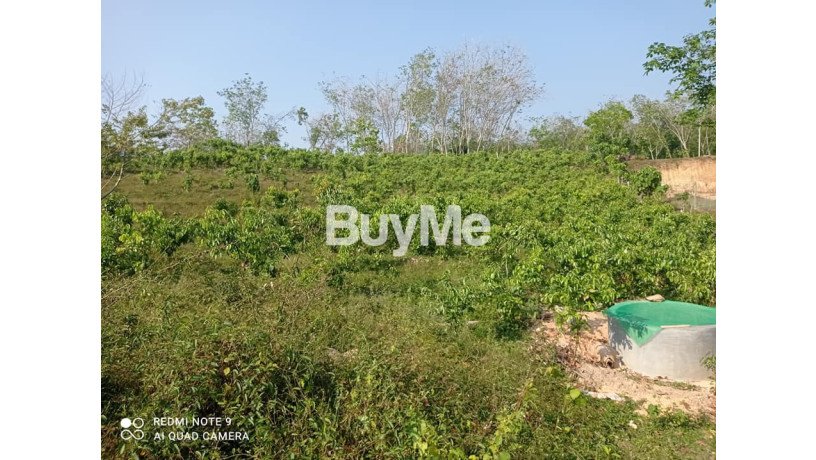 beautiful-and-peaceful-areas-land-for-sale-in-beruwala-big-1