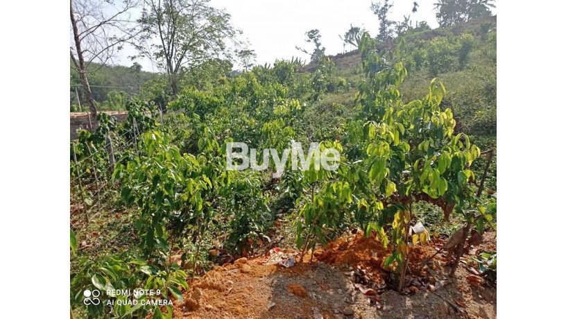 beautiful-and-peaceful-areas-land-for-sale-in-beruwala-big-7