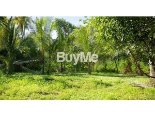 LAND FOR SALE IN DIKWELLA, MATARA