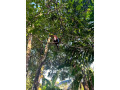 land-for-sale-in-horana-pokunuwita-small-2