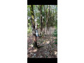 rubber-land-for-sale-near-to-gampaha-small-7