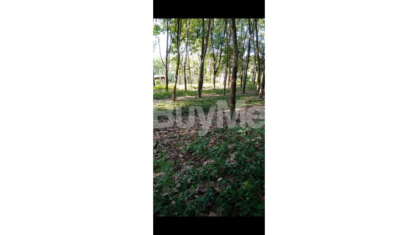 rubber-land-for-sale-near-to-gampaha-big-4