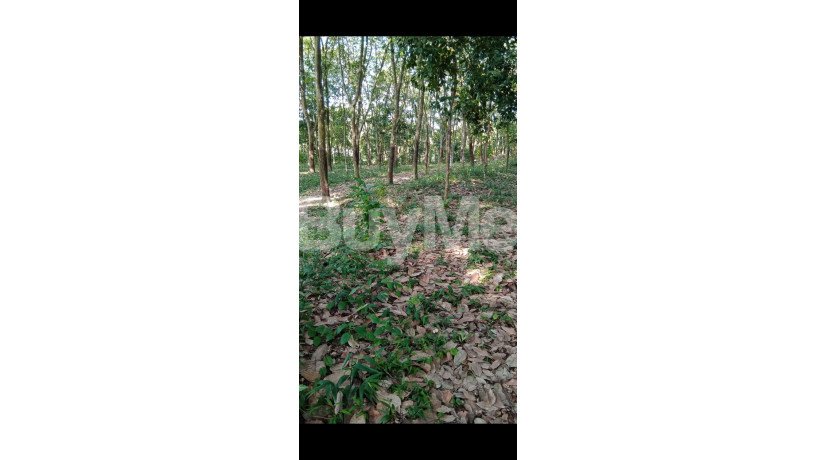 rubber-land-for-sale-near-to-gampaha-big-5