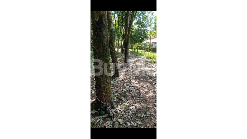 rubber-land-for-sale-near-to-gampaha-big-0