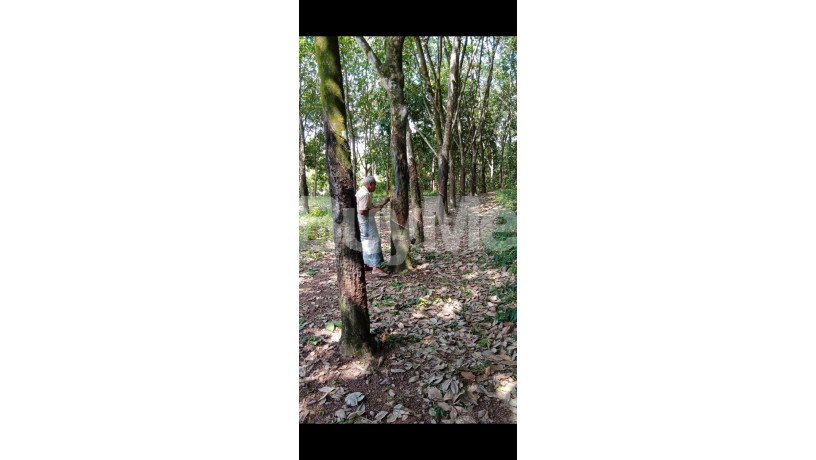 rubber-land-for-sale-near-to-gampaha-big-7