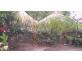 new-for-sale-in-ambalangoda-low-price-small-4