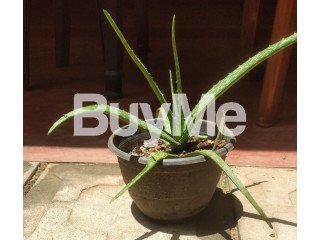 ALOE-VERA MEDIUM PLANTS FOR SALE IN KURUNEGALA