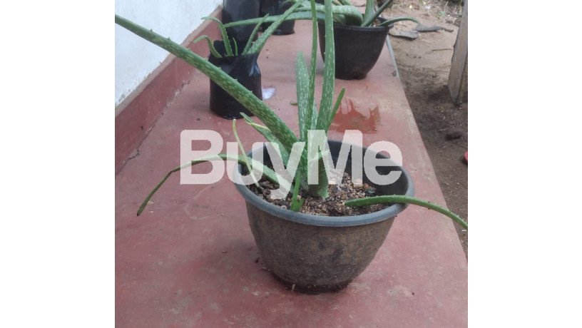 aloe-vera-medium-plants-for-sale-in-kurunegala-big-1