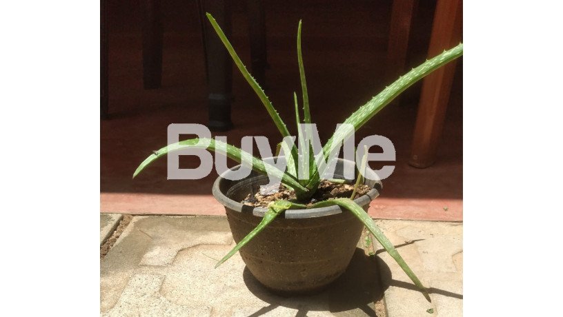 aloe-vera-medium-plants-for-sale-in-kurunegala-big-0