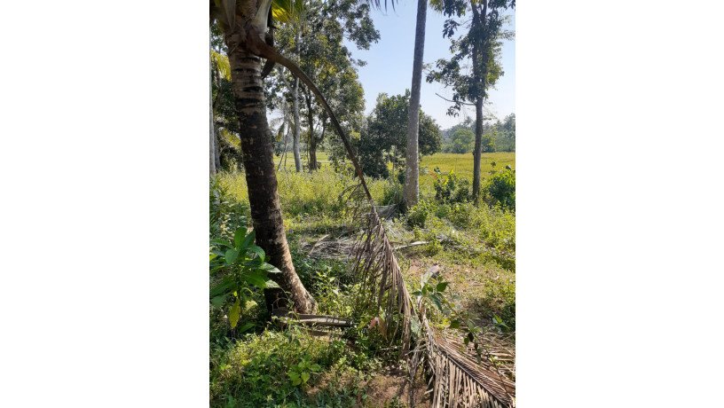 land-for-sale-at-matara-big-4