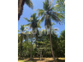valuable-land-suitable-for-villa-and-house-for-sale-in-unawatuna-residential-commercial-land-small-2