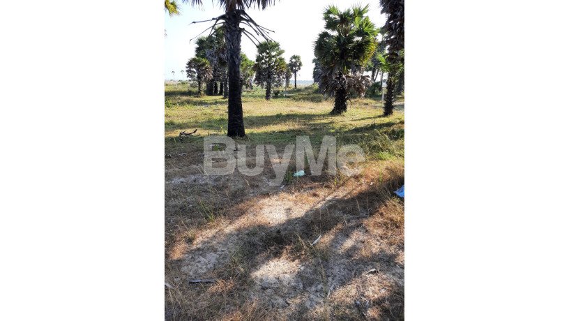 valuable-huge-land-for-sale-in-jaffna-naavatkuzhi-big-1