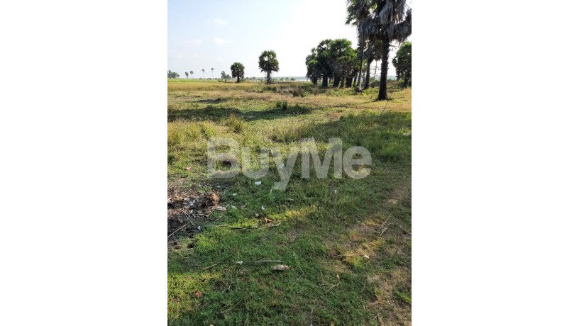 valuable-huge-land-for-sale-in-jaffna-naavatkuzhi-big-2