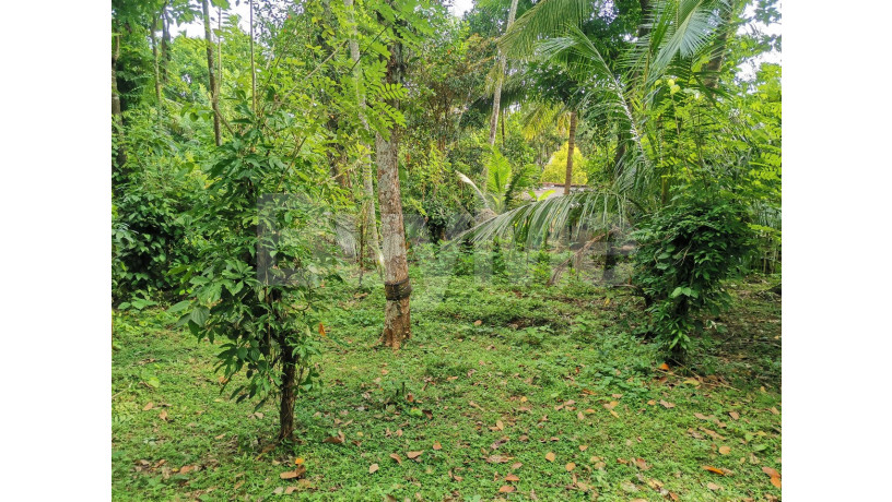 residential-land-for-sale-in-alawwa-kurunegala-big-0