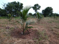 land-with-house-for-sale-kurunegala-small-2