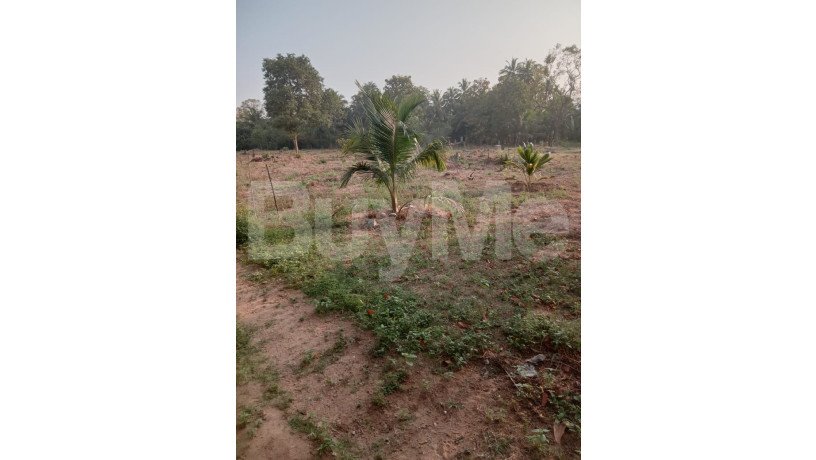 land-with-house-for-sale-kurunegala-big-1